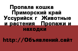 Пропала кошка!!!! - Приморский край, Уссурийск г. Животные и растения » Пропажи и находки   